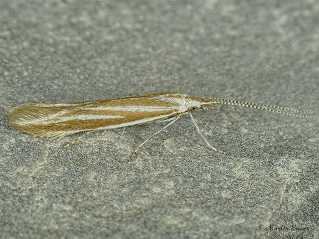  37.055 Coleophora pyrrhulipennella Copyright Martin Evans 