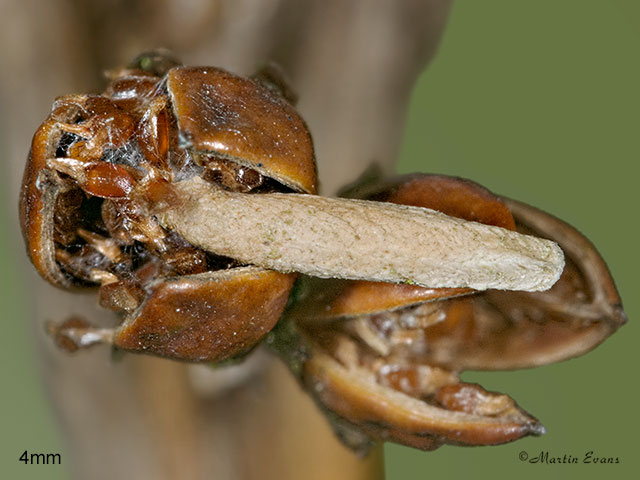  37.071 Coleophora glaucicolella Copyright Martin Evans 
