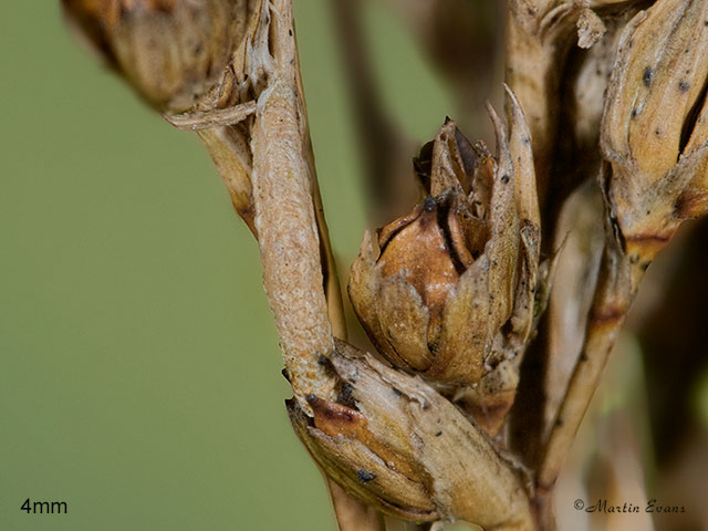  37.071 Coleophora glaucicolella Copyright Martin Evans 