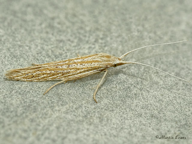  37.092 Coleophora galbulipennella Copyright Martin Evans 