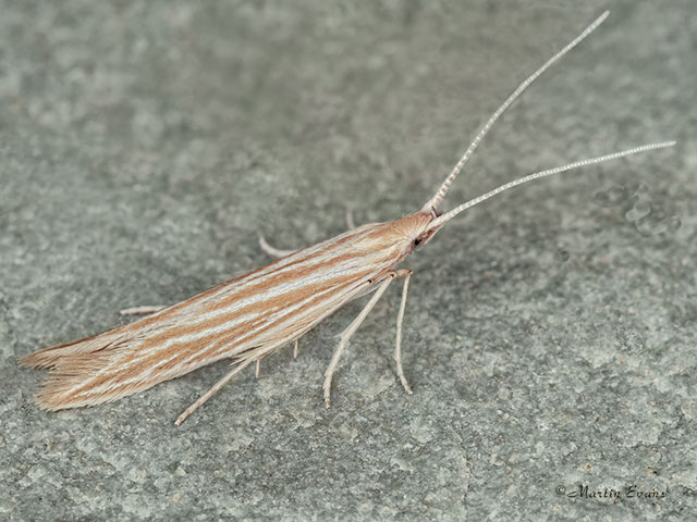  37.103 Coleophora follicularis Copyright Martin Evans 