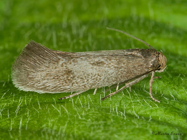  38.001 Perittia obscurepunctella Copyright Martin Evans 