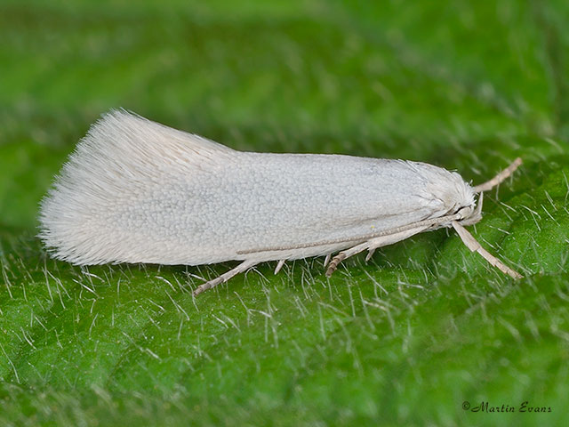  38.004 Elachista argentella Copyright Martin Evans 
