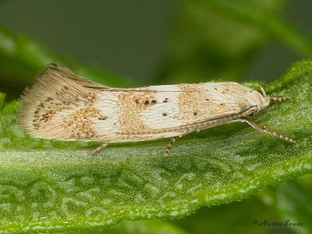  38.007 Elachista subocellea Copyright Martin Evans 