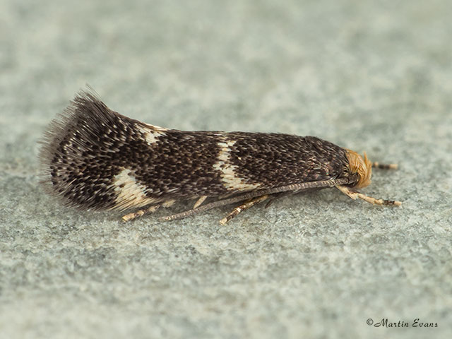  38.029 Elachista luticomella Copyright Martin Evans 