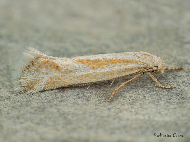  38.038 Elachista rufocinerea Copyright Martin Evans 