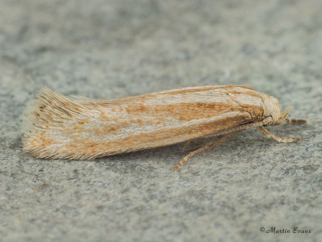  38.038 Elachista rufocinerea Copyright Martin Evans 