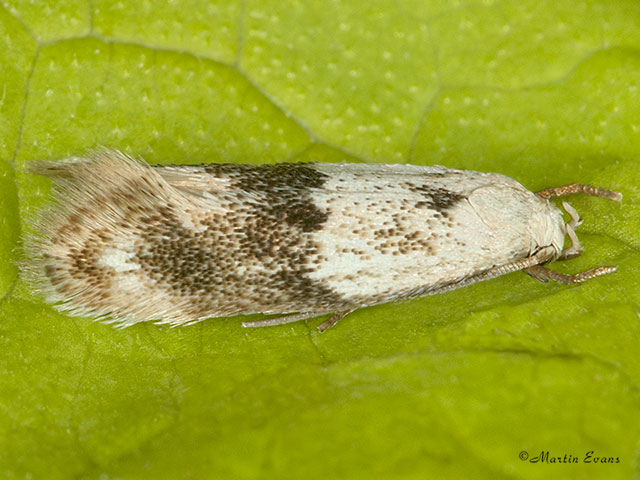 38.039 Elachista maculicerusella Copyright Martin Evans 