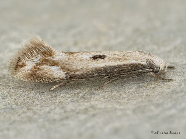 38.046 Elachista albidella Copyright Martin Evans 