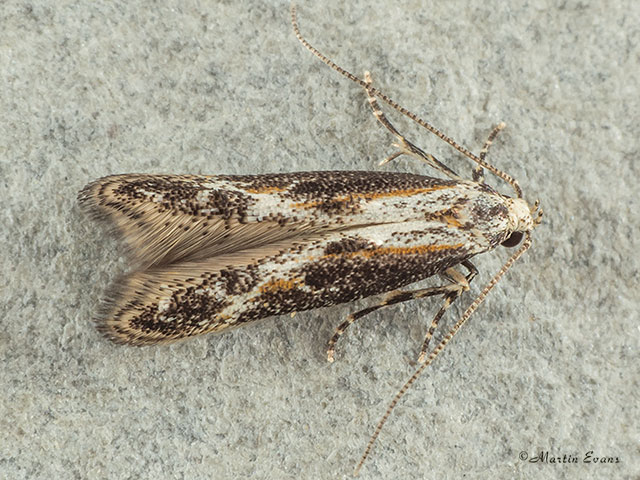  39.001 Blastodacna hellerella Copyright Martin Evans 
