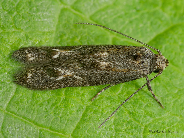  39.002 Blastodacna atra Apple Pith Moth Copyright Martin Evans 