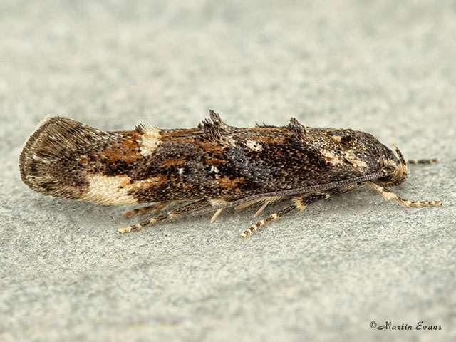  40.001 Mompha conturbatella Copyright Martin Evans 