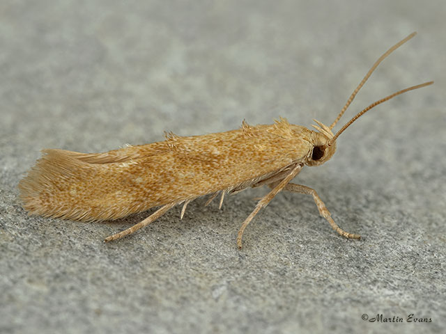  40.002 Mompha ochraceella Copyright Martin Evans 