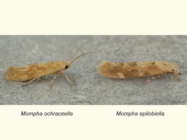  40.002 Mompha ochraceella and Mompha epilobiella Copyright Martin Evans 