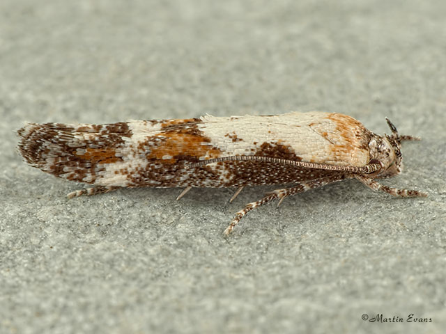 40.005 Mompha divisella Copyright Martin Evans 
