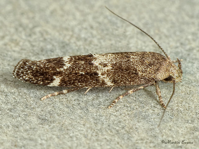  40.008 Mompha subbistrigella Copyright Martin Evans 