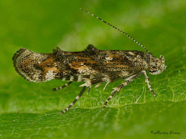  40.012  Mompha miscella Copyright Martin Evans 