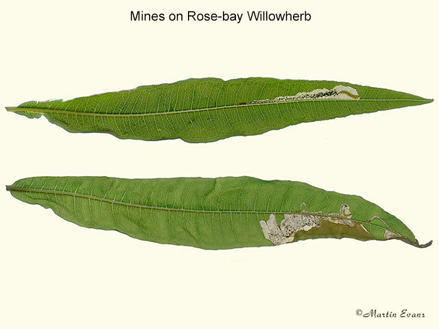  40.015 Mompha raschkiella mines on Rose-bay Willowherb Copyright Martin Evans 