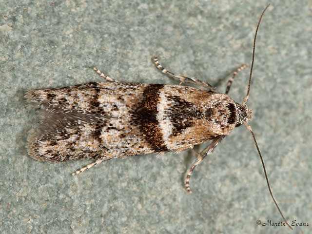  41.005 Blastobasis rebeli Copyright Martin Evans 
