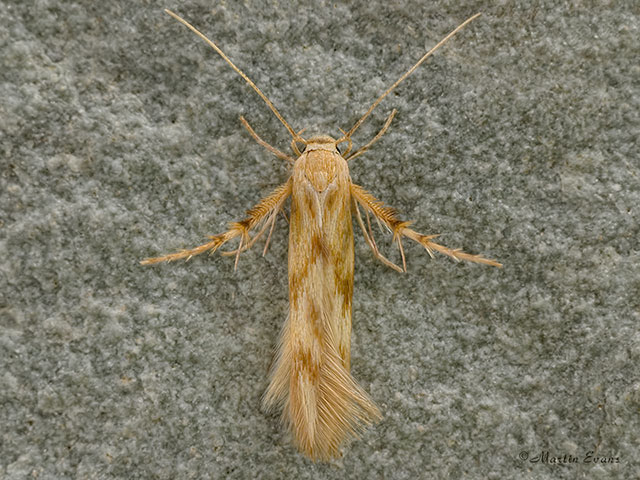  42.001 Pachyrhabda steropodes Copyright Martin Evans 