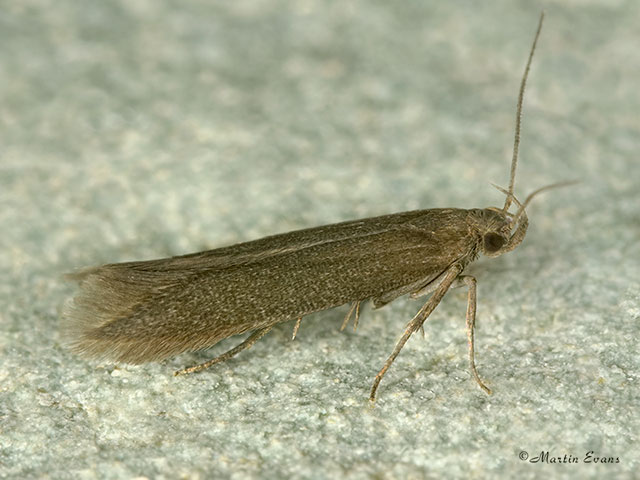  43.005 Scythris subcinctella Copyright Martin Evans 