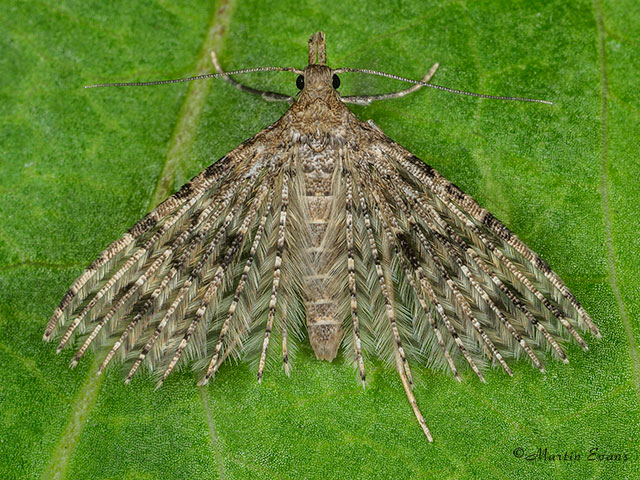  44.001 Alucita hexadactyla Copyright Martin Evans 