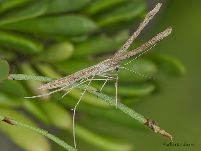  45.002 Agdistis meridionalis Copyright Martin Evans 
