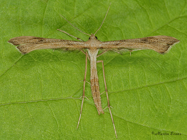 45.006 Platyptilia isodactylus Copyright Martin Evans 