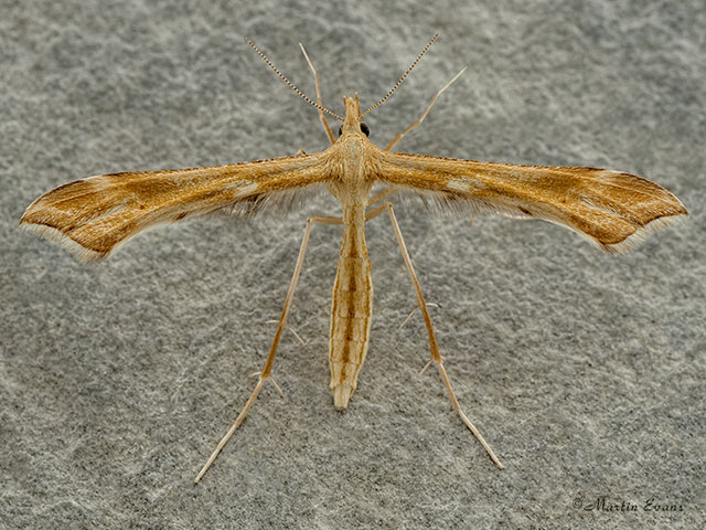  45.008 Gillmeria pallidactyla Yarrow Plume Copyright Martin Evans 