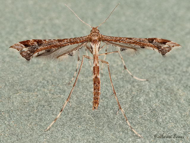  45.010 Amblyptilia acanthodactyla Copyright Martin Evans 