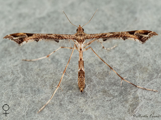  45.010 Amblyptilia acanthodactyla female Copyright Martin Evans 