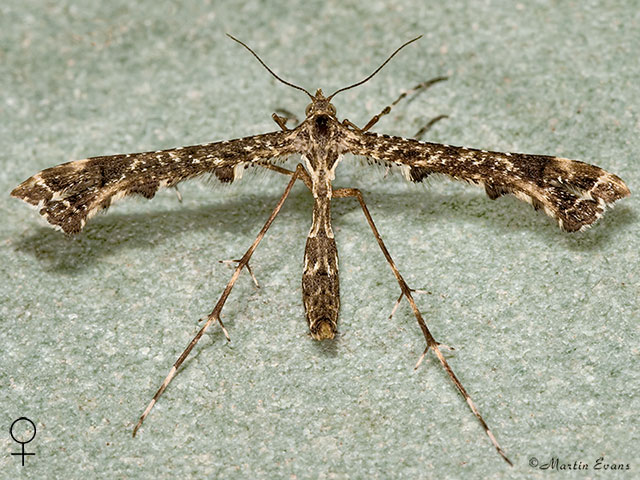  45.011 Amblyptilia punctidactyla Copyright Martin Evans 