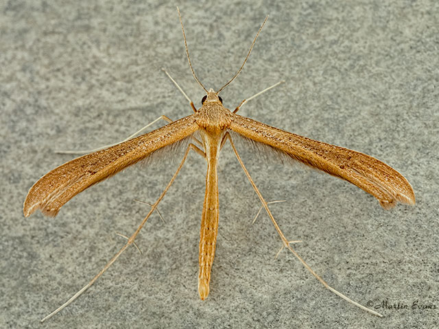  45.012 Stenoptilia pterodactyla Brown Plume Copyright Martin Evans 
