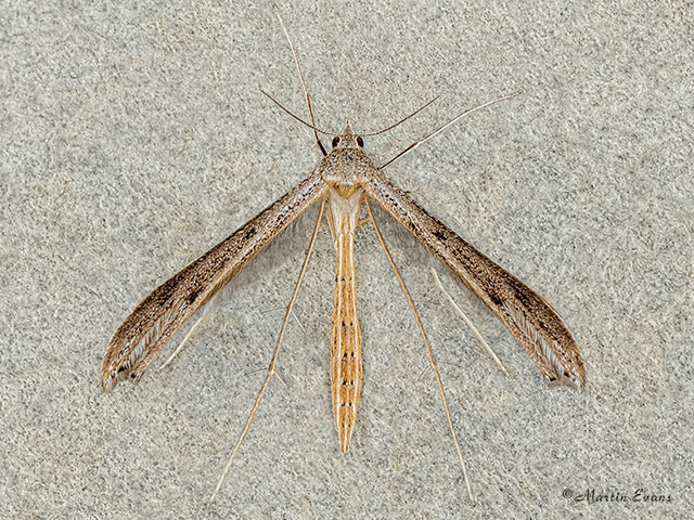  45.021 Stenoptilia zophodactylus Dowdy Plume Copyright Martin Evans 