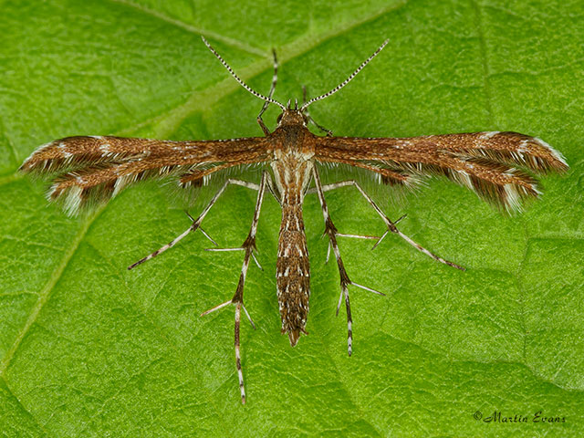  45.025 Oxyptilus parvidactyla Small Plume Copyright Martin Evans 