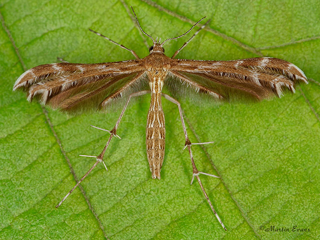  45.026 Oxyptilus distans Breckland Plume Copyright Martin Evans 