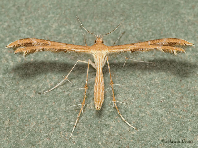  45.027 Oxyptilus laetus Copyright Martin Evans 