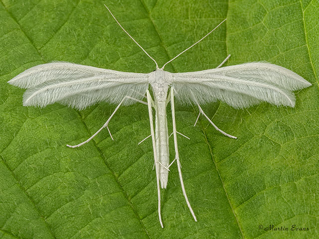  45.030 Pterophorus pentadactyla White Plume Copyright Martin Evans 