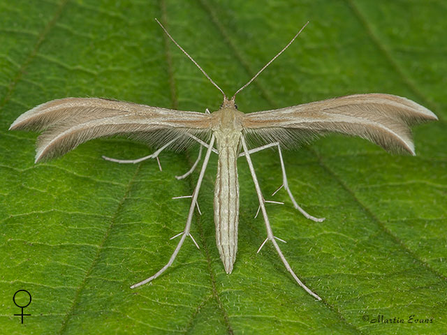  45.034 Merrifieldia baliodactylus Dingy White Plume Copyright Martin Evans 