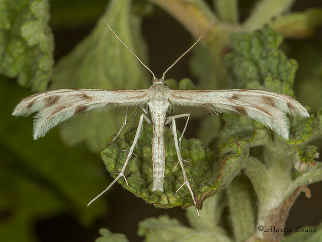  45.035 Wheeleria spilodactylus Copyright Martin Evans 