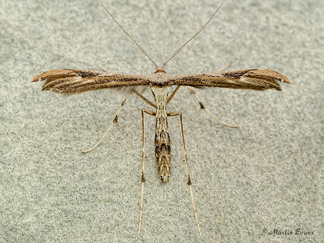  45.037 Dusky Plume Oidaematophorus lithodactyla Copyright Martin Evans 
