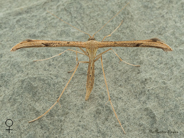  45.044 Emmelina monodactyla female Copyright Martin Evans 