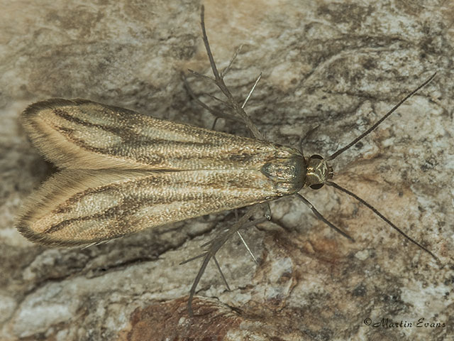  46.001 Schreckensteinia festaliella Copyright Martin Evans 