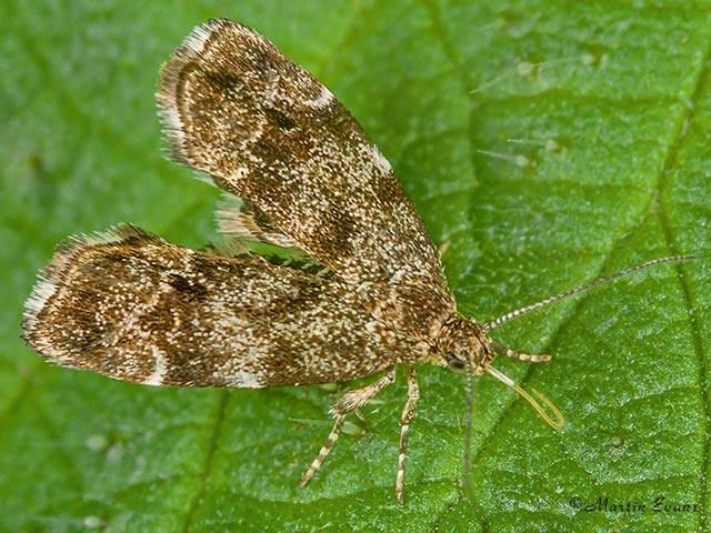  48.001 Nettle-tap Anthophila fabriciana Copyright Martin Evans 