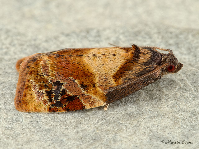 49.004 Ditula angustiorana Red-barred Tortrix Copyright Martin Evans 