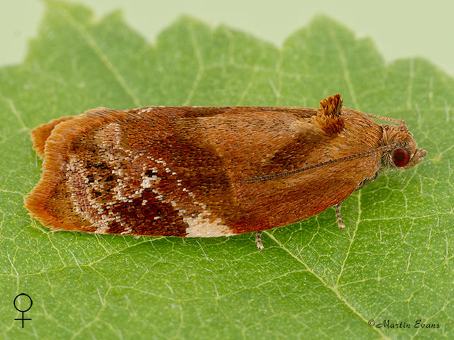  49.004 Ditula angustiorana Red-barred female Tortrix Copyright Martin Evans 