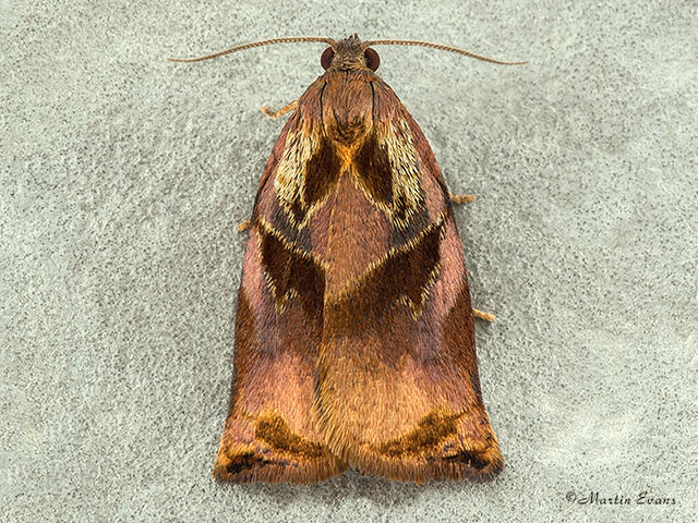  49.013 Archips podana Large Fruit-tree Tortrix Copyright Martin Evans 