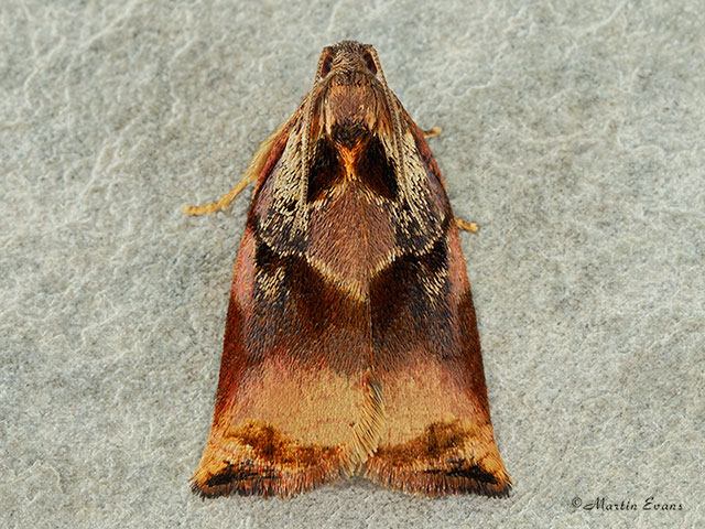  49.013 Archips podana Large Fruit-tree Tortrix Copyright Martin Evans 