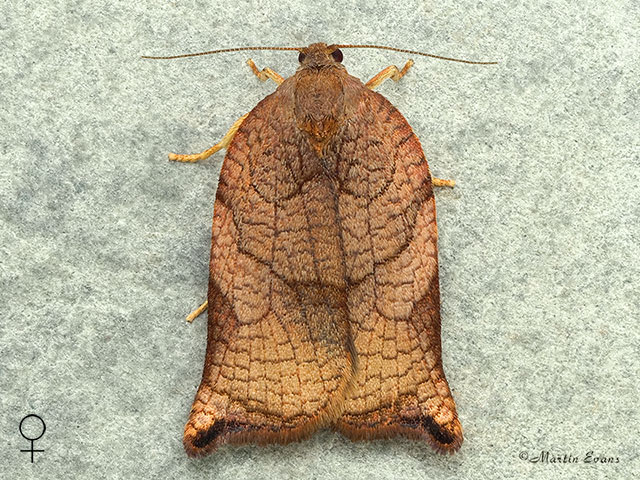  49.013 Archips podana Large Fruit-tree Tortrix female Copyright Martin Evans 