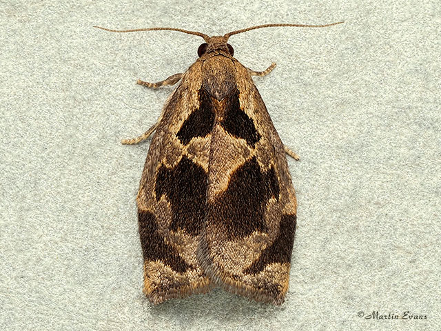  49.014 Archips crataegana Copyright Martin Evans 